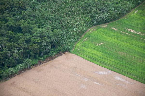 Farming in Bolivia on cleared rainforest